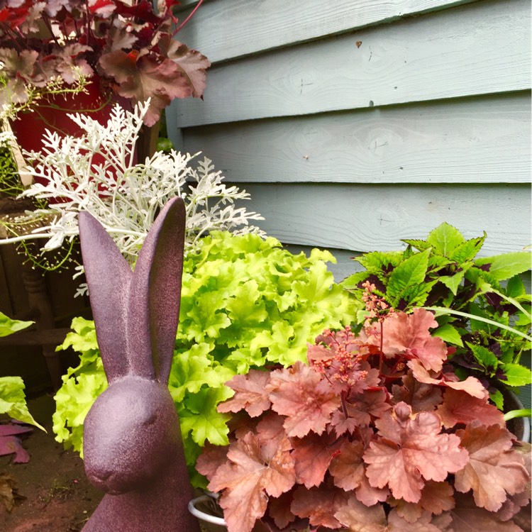 plant image 204437
