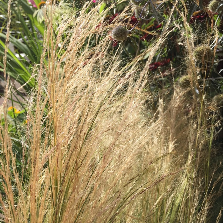 Plant image Nassella tenuissima syn. Stipa tenuissima
