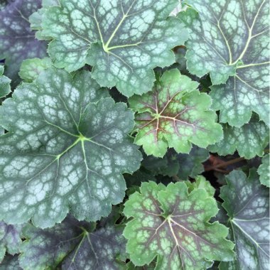 Heuchera 'Green Spice' syn. Heuchera americana 'Green Spice'