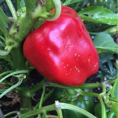 Capsicum annuum