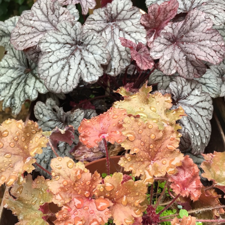 plant image 231967