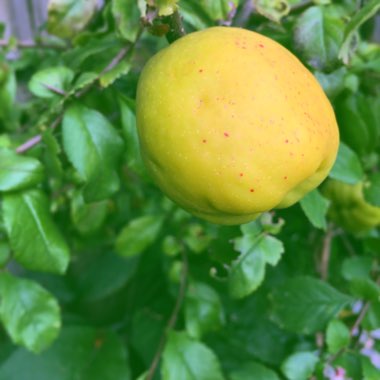 Chaenomeles x superba 'Crimson and Gold'