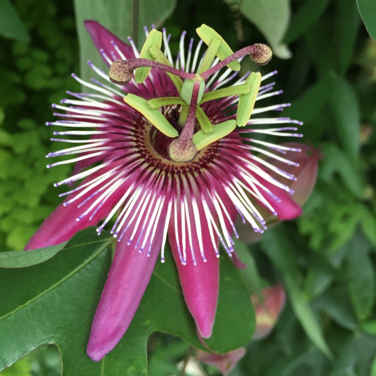 Plant image Passiflora picturata