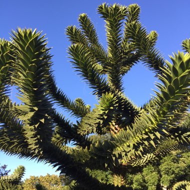 Araucaria araucana