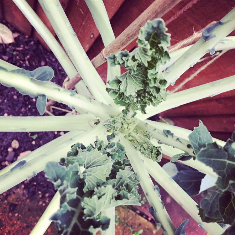 Plant image Brassica oleracea (Italica Group)
