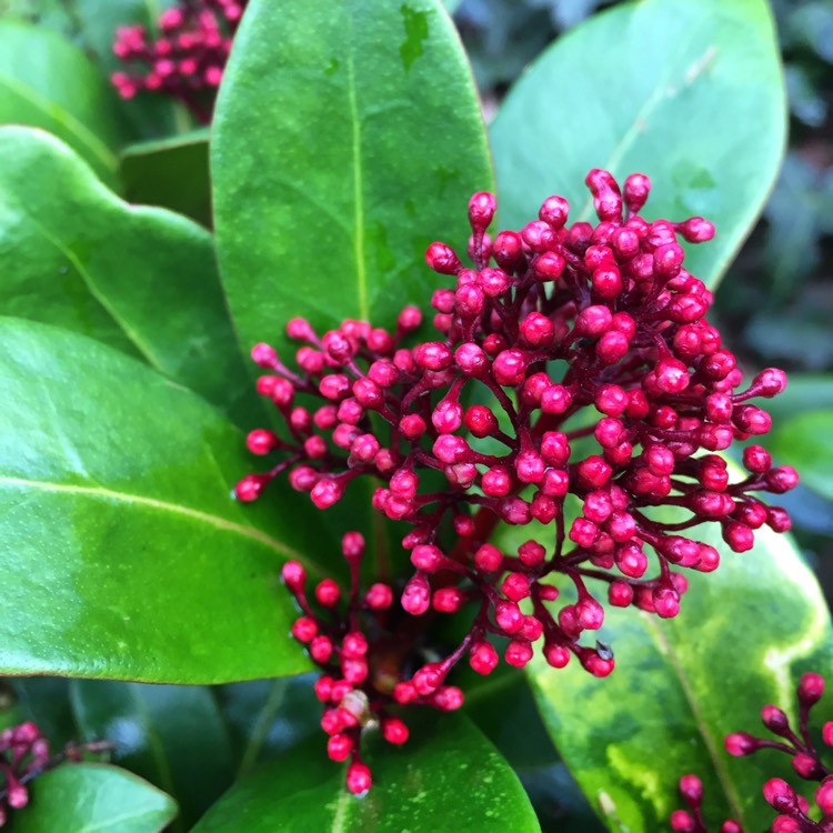 Plant image Skimmia japonica 'Rubella'