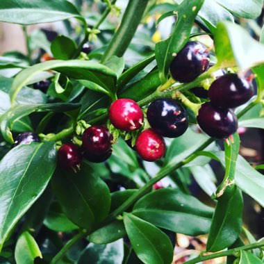 Sarcococca confusa