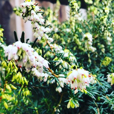 Erica carnea f. alba 'Golden Starlet'