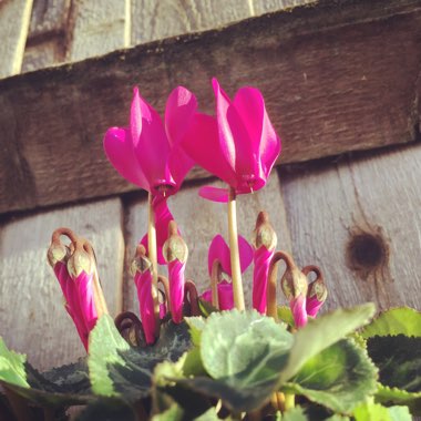 Cyclamen hederifolium