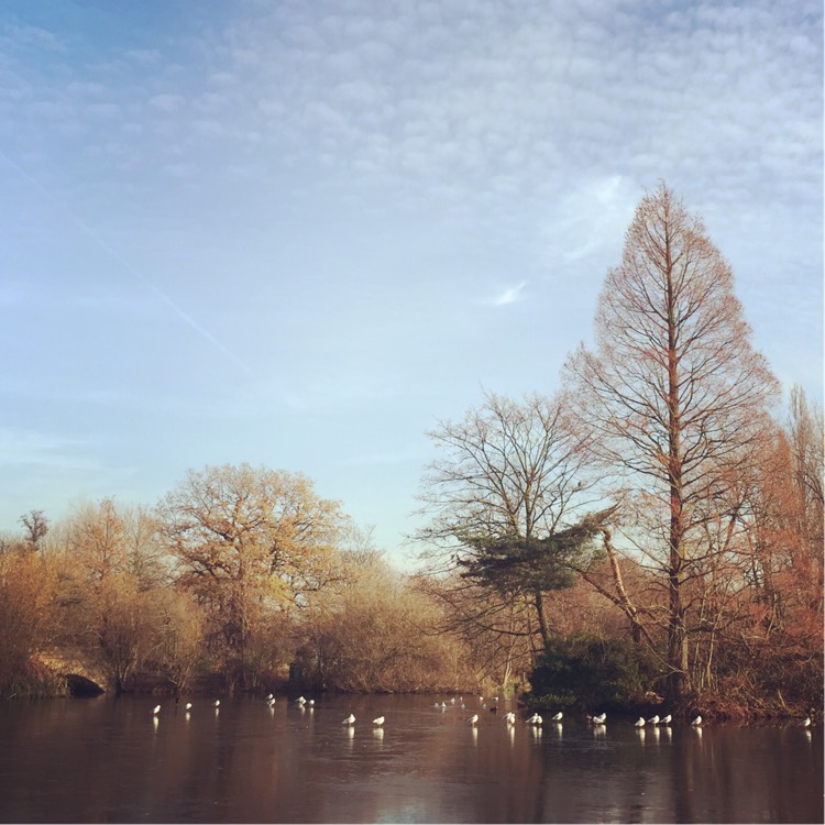 Plant image Taxodium distichum