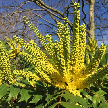 Mahonia x media 'Charity'