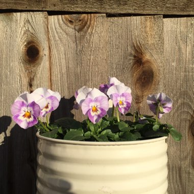 Viola cornuta x williamsiana 'Sorbet Pink Halo'