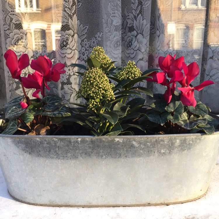 Plant image Skimmia japonica