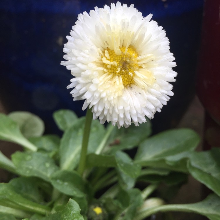Plant image Bellis Perennis