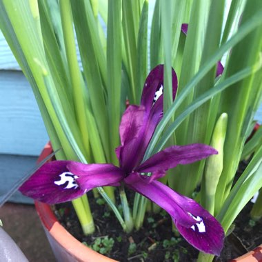 Iris