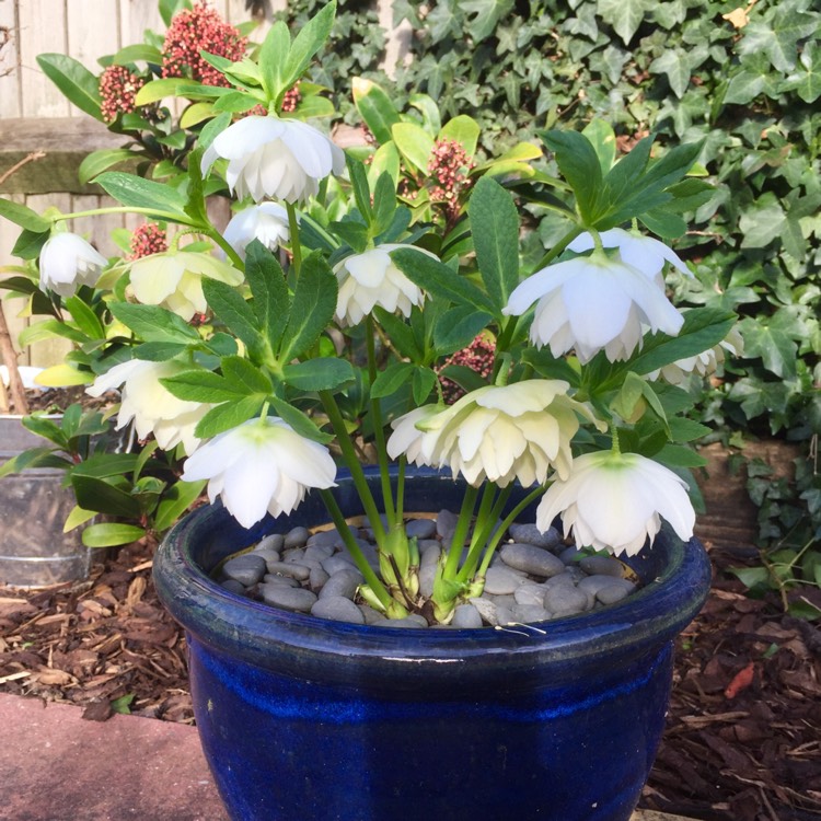 Plant image Helleborus x hybridus 'Harvington Double White'