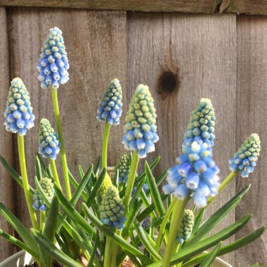 Muscari armeniacum
