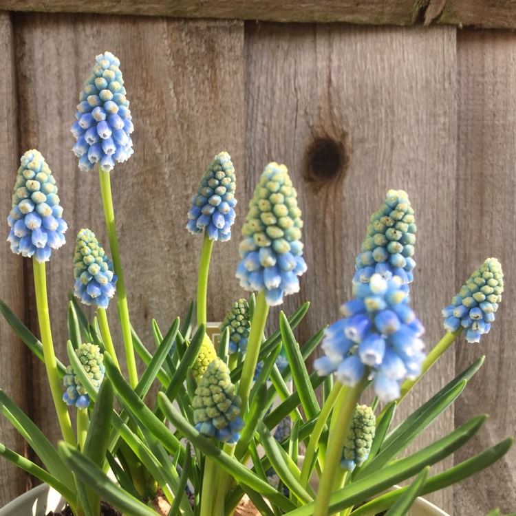 Plant image Muscari armeniacum