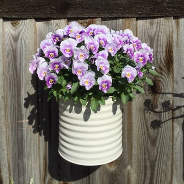 Viola cornuta x williamsiana 'Sorbet Pink Halo'