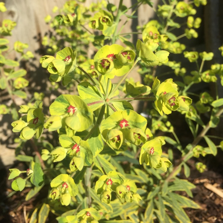 Plant image Euphorbia x martini 'Ascot Rainbow'