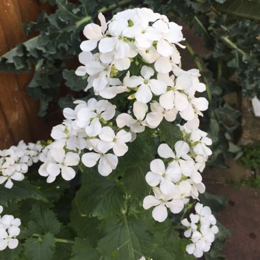 Lunaria annua
