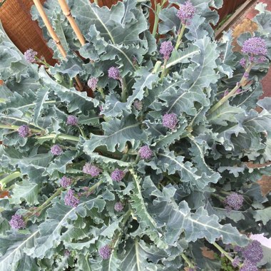 Brassica oleracea (Italica Group) 'Purple Sprouting'