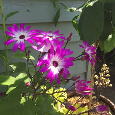 Pericallis x hybrida 'Sunsensereba' (Senetti Series) syn. Pericallis 'Senetti Magenta Bicolor'