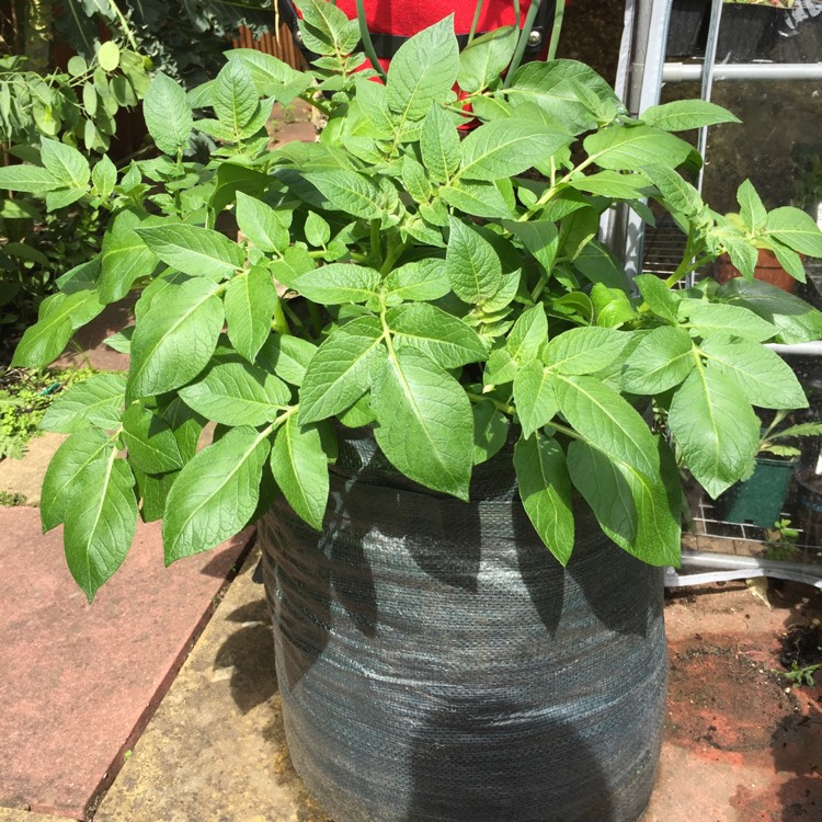 Plant image Solanum tuberosum 'Jazzy'