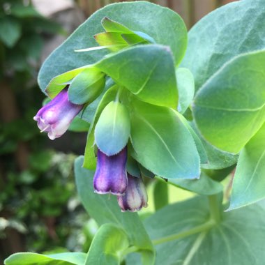Cerinthe major 'Purpurescens'