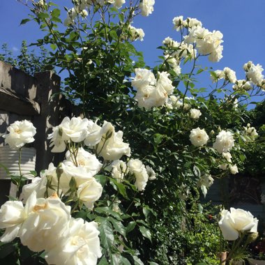 Rosa 'Korbin' syn. Rosa 'Iceberg', Rosa 'Fee des Neiges', Rosa 'Schneewittchen'