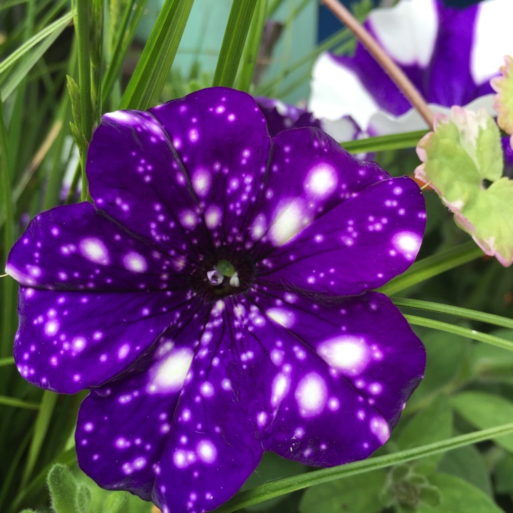Plant image Petunia 'Kleph15313' syn. Petunia 'Night Sky', Petunia 'Headliner Night Sky'
