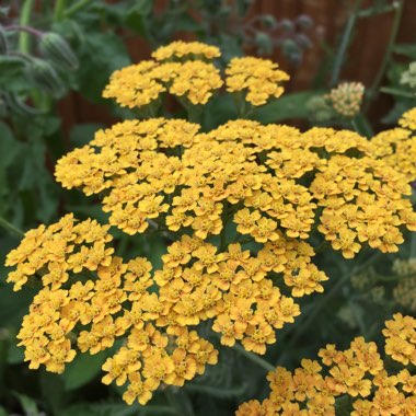 Achillea 'Terracotta'