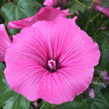 Lavatera x clementii 'Rosea'