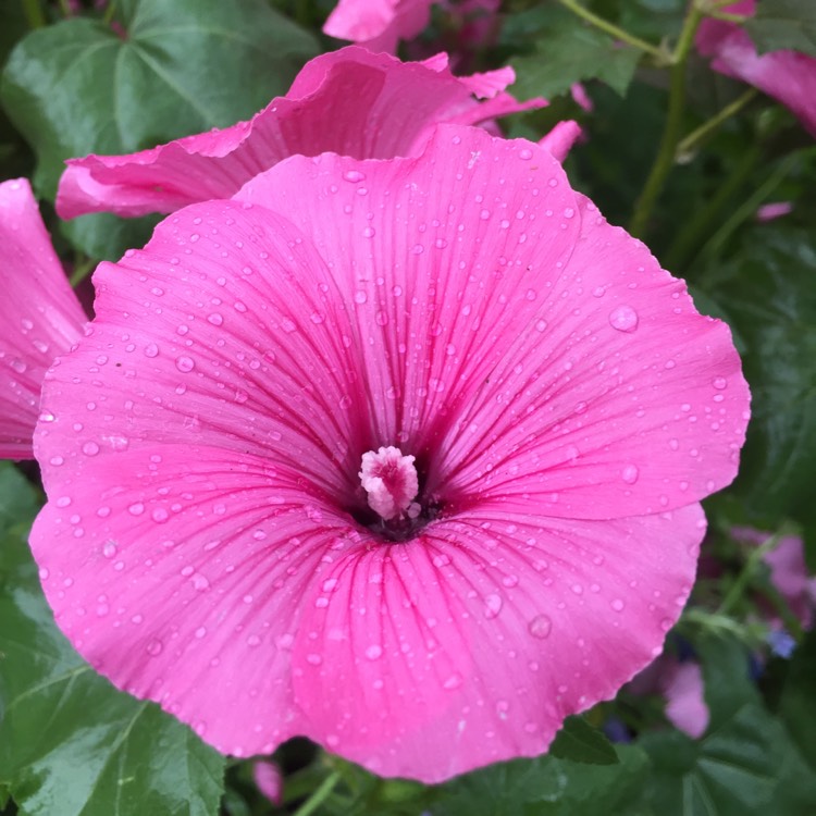 Plant image Lavatera x clementii 'Rosea'