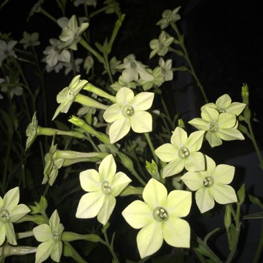 Nicotiana alata 'Lime Green'