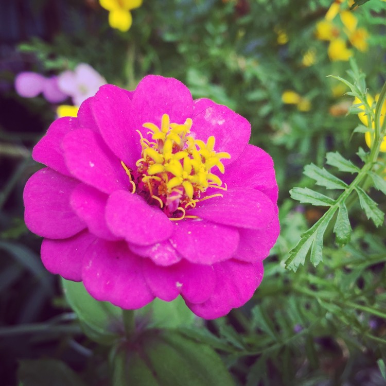 Plant image Zinnia elegans 'Lilliput Purple' (Lilliput Series)