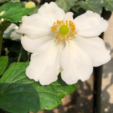 Anemone x hybrida 'Honorine Jobert'