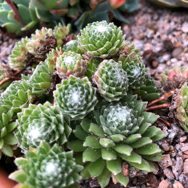 Sempervivum Arachnoideum Cobweb, Sempervivum 'Arachnoideum Cobweb ...