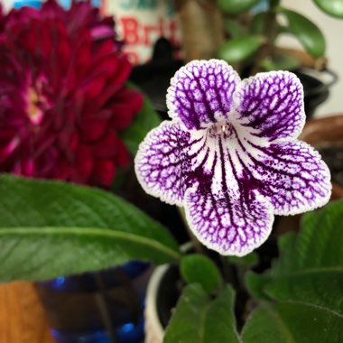 Streptocarpus 'Polka Dot Purple'