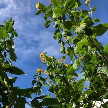 Helianthus Tuberosus