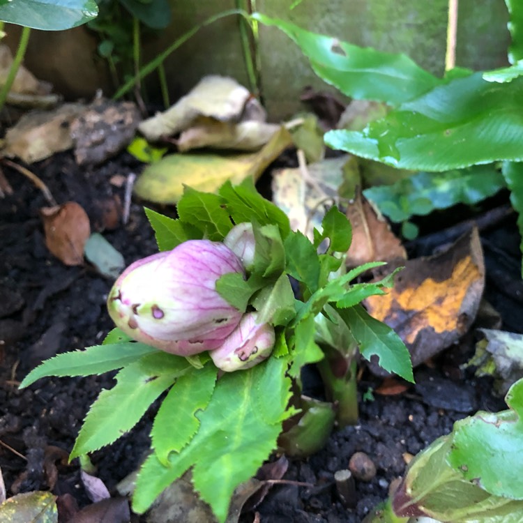 plant image 598635