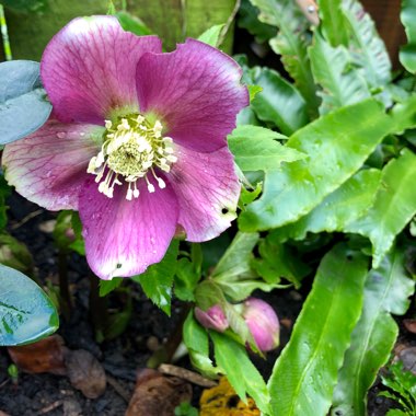 Helleborus