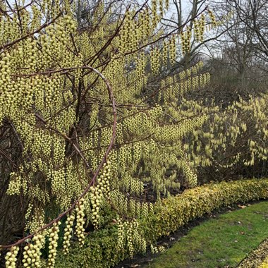 Stachyurus praecox
