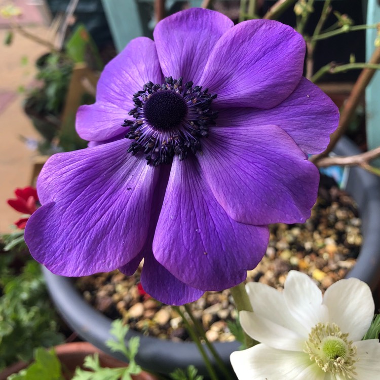 plant image 658464