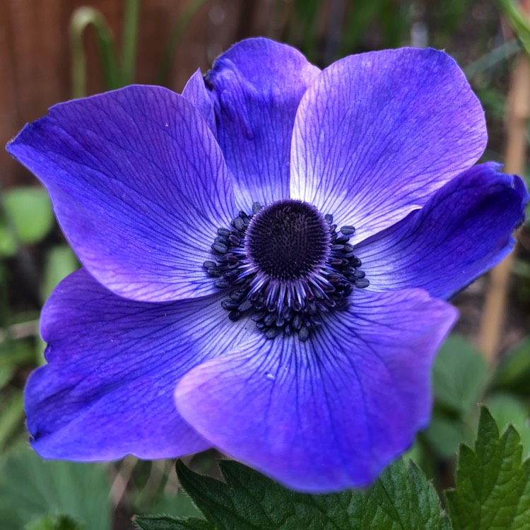 Plant image Anemone coronaria
