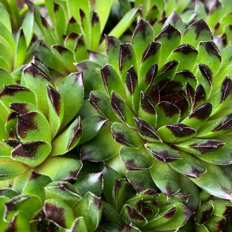 Plant image Sempervivum Reinhardt