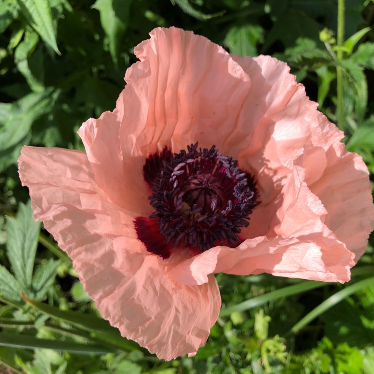plant image 729658