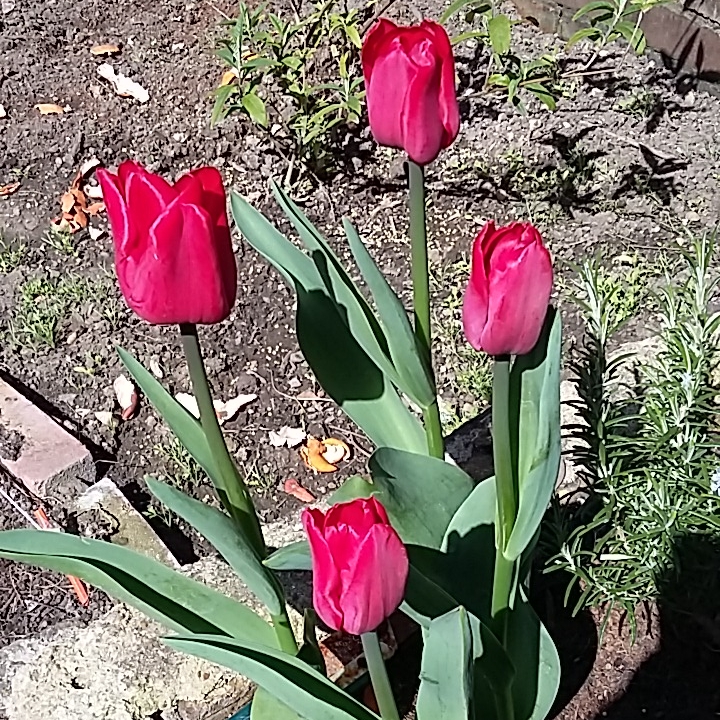 plant image 358156