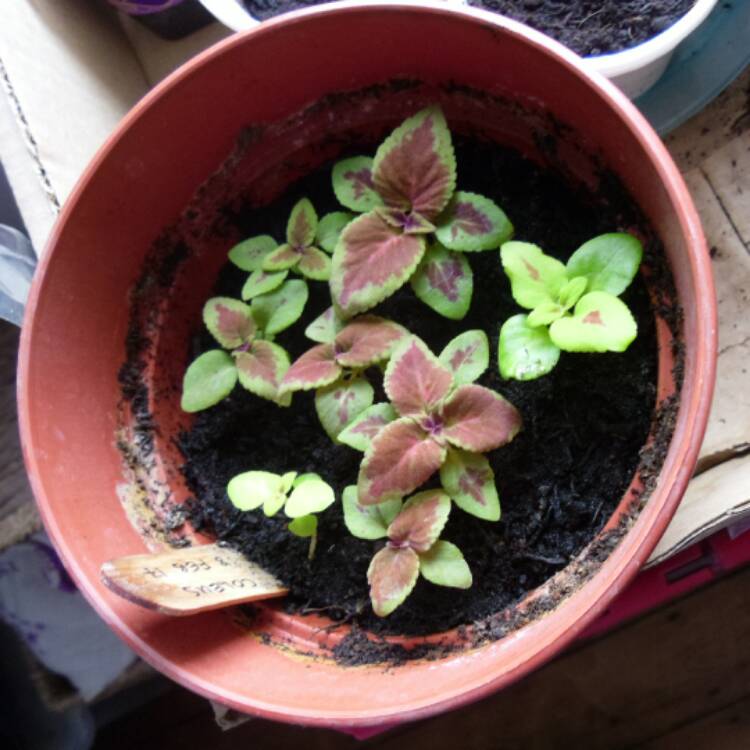 plant image 379273