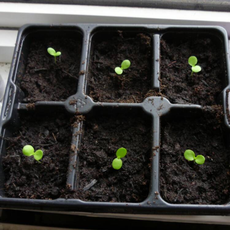plant image 379289